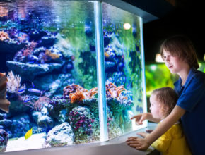 休校中のおうち時間に！ 自宅で水族館気分が味わえるオンライン配信がスタート！