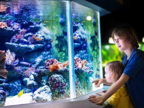 休校中のおうち時間に! 自宅で水族館気分が味わえるオンライン配信がスタート!