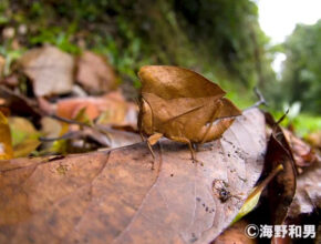 昆虫好きの子供にオススメ！ 世界各地の“擬態姿”を大型パネルで楽しめる写真展開催