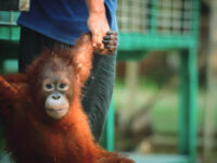 生物学の権威・福岡先生と行く！ 大自然の宝庫「ボルネオ探究学習ツアー」参加者募集
