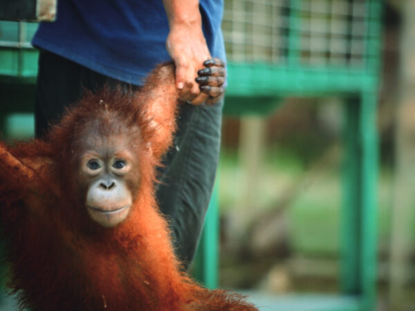 生物学の権威・福岡先生と行く！ 大自然の宝庫「ボルネオ探究学習ツアー」参加者募集