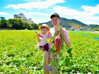 【2025年最新】全国のさつまいも掘りスポット6選！ 子どもと農業体験を楽しもう